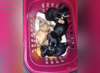 Süße Chorkie-Welpen black and tan & beige MIX !!!