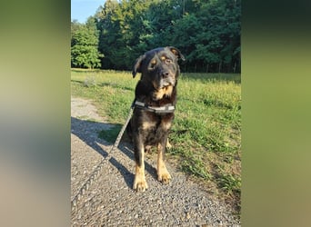 Darko Rottweiler Mischling Rüde Senior sucht Zuhause für immer oder Pflegestelle