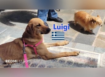 Luigi,geb.05/24,lieber Kämpfer sucht seine Familie
