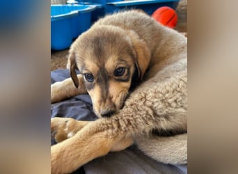 Pippa sucht wundervolles Zuhause!