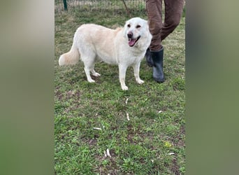Fibi, geboren 01.06.2021, 50cm sucht ihr Körbchen