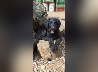 2 putzmuntere Aussiedoodles