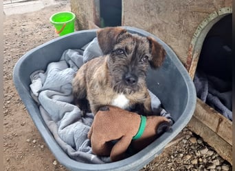 Mona – kleine Herzenshündin sucht ihr Für-immer-Zuhause