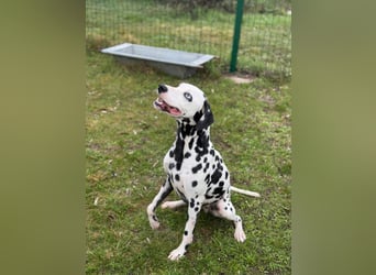 Dius, 3 Jahre, 57cm sucht ihr Körbchen