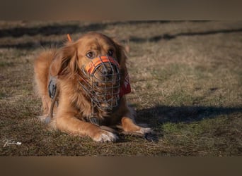 Milo Dark Golden Retriever Rüde katzenverträglich sucht erfahrenes Zuhause