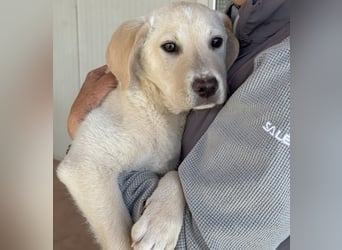 Diego: ein Labbi zum Verlieben