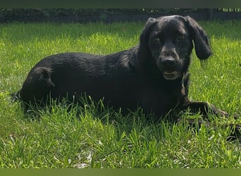 TEQUILA, Spaniel-Mix Rüde, geb.ca. 20.11.2021, sucht seine Familie