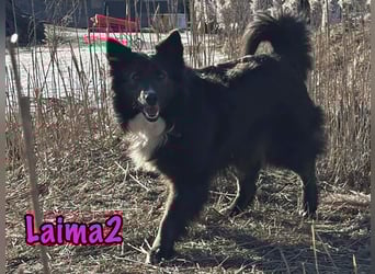 Laima2 01/2021 - sportliche und aufmerksame, wunderschöne Border-Collie-Mix Hündin!