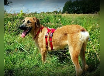 Taro ♥ wartet in 24885 Sieverstedt