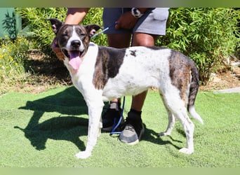 Nikita, Mix Labrador / Boxer, lieb und sozial