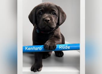 Labrador Retriever Welpen, reinrassig, Ahnenpass uvm., schwarz und gelb