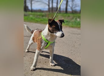 Loki, 01.2022 geboren, 32cm wünscht sich endlich ein eigenes Körbchen