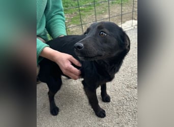 Marla ❤️ sanfte, liebe junge Hündin!