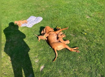Mayar Vizsla Welpen