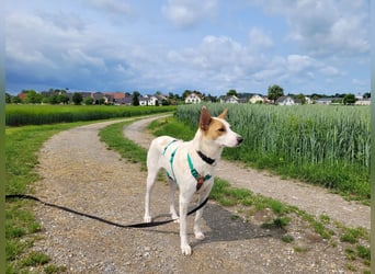 AVANI sucht ein Zuhause