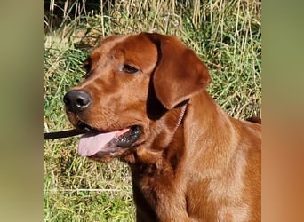 Schwarze Labrador Retriever Welpen mit Ahnenpass