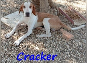 Cracker 10/2021 (in Deutschland) - verschmuster und treuer Rüde!