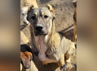 LILY❤️HSH-Mix-Hündin: eine echte Herzensbrecherin & sanfte Seele