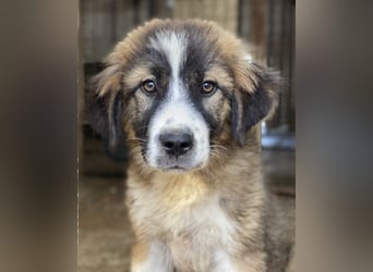 Kroos, geb. ca. 03/2024, lebt in GRIECHENLAND, im städt. Tierheim Serres