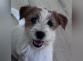 Weiblicher Jack Russell Terrier zu verkaufen