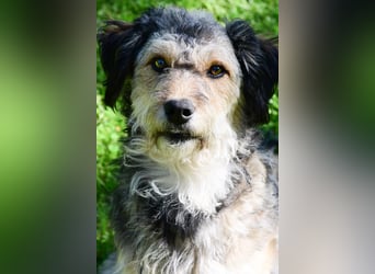 LUISE - fröhliche, verspielte Hündin sucht ihr Glück