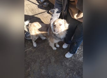 Phoenix sucht ein Zuhause
