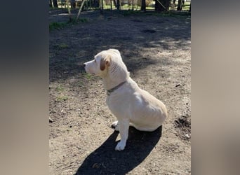 VESKO ❤ EILIG!  Gesucht: Zuhause oder Pflegestelle