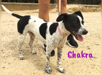 Chakra geb. 01/2025 (ESP) - sympathische und fröhliche Pointer-Bodeguero-Mix Welpin!