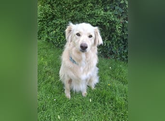 Taxo ist ein ruhiger, verschmuster Hund