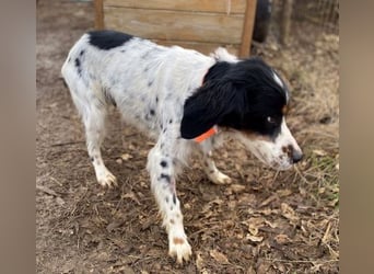 Milo - freundlicher Setter sucht sein Für-immer-Zuhause