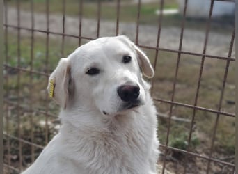 ♥JANOSCH♥ hübscher, sehr lieber, anfangs noch vorsichtiger Labrador-Mix-Rüde 48 cm