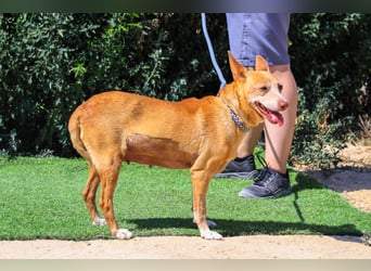 Lady, Podengo-Mix, lieb und verträglich