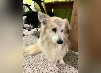 Joey SR - kleiner Kämpfer sucht sein Für-immer-Zuhause