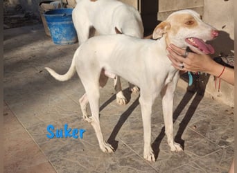 Suker geb. 03/2021 (in Deutschland) - freundlicher und verschmuster Podenco-Mix!