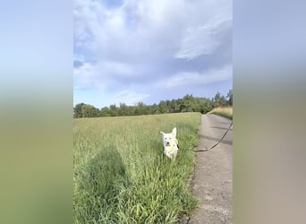 Berni - ein absoluter Traumhund
