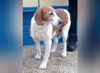 Linda, möchte endlich das Tierheim verlassen