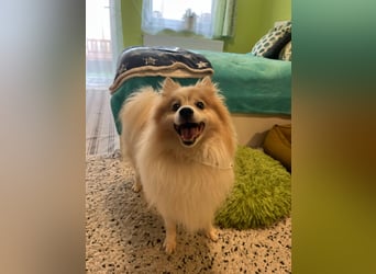 Leo SR – kleiner Sonnenschein sucht ein liebevolles Zuhause!