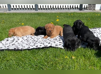 Labrador Welpen in foxred und schwarz aus liebevoller Hobbyzucht