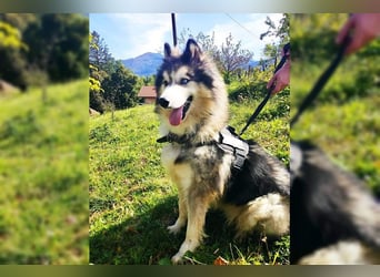 Husky-Mix Arci sucht seine liebe Familie