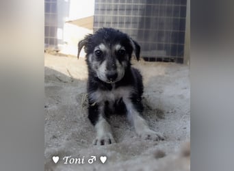 Teddy und seine Geschwister suchen ab September ein Zuhause