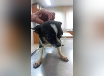Cuki 3 PP – Zarte Chihuahua-Dame sucht Geborgenheit