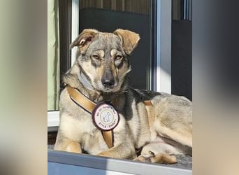 Nadja - fröhliche, aktive, liebe Schäferhund Mix Hündin / Pflegestelle in Remlingen