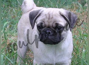 Mops 2.0 Welpen, Rüde, 13 Wochen, Ahnentafel CfdM / VDH / FCI