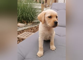 Reinrassige Labradorwelpin hell