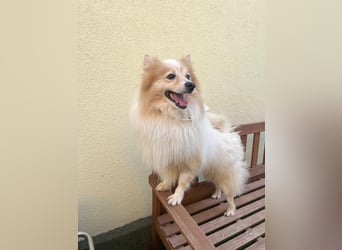 Leo SR – kleiner Sonnenschein sucht ein liebevolles Zuhause!
