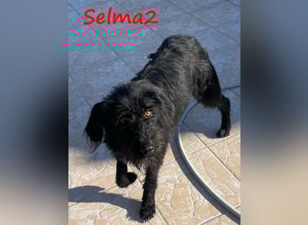 Selma2 11/2022 (GRC) - traumhafte, super soziale und hübsche Schnauzer-Mix Hündin!