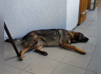 Saga ❤️ wartet in 88161 Lindenberg