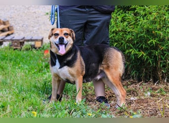 Malika, Schäferhund-Mix, lieb und sozial