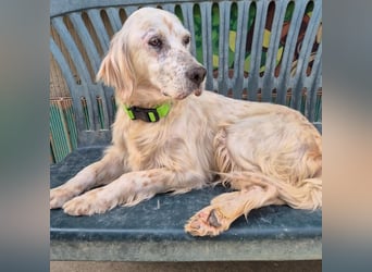 Ketty - fröhliche Setter Dame sucht liebevolles aktives Zuhause