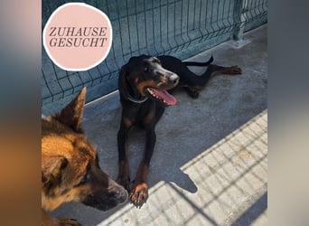 Zarter Odin sucht sein Für-Immer-Zuhause ❤️